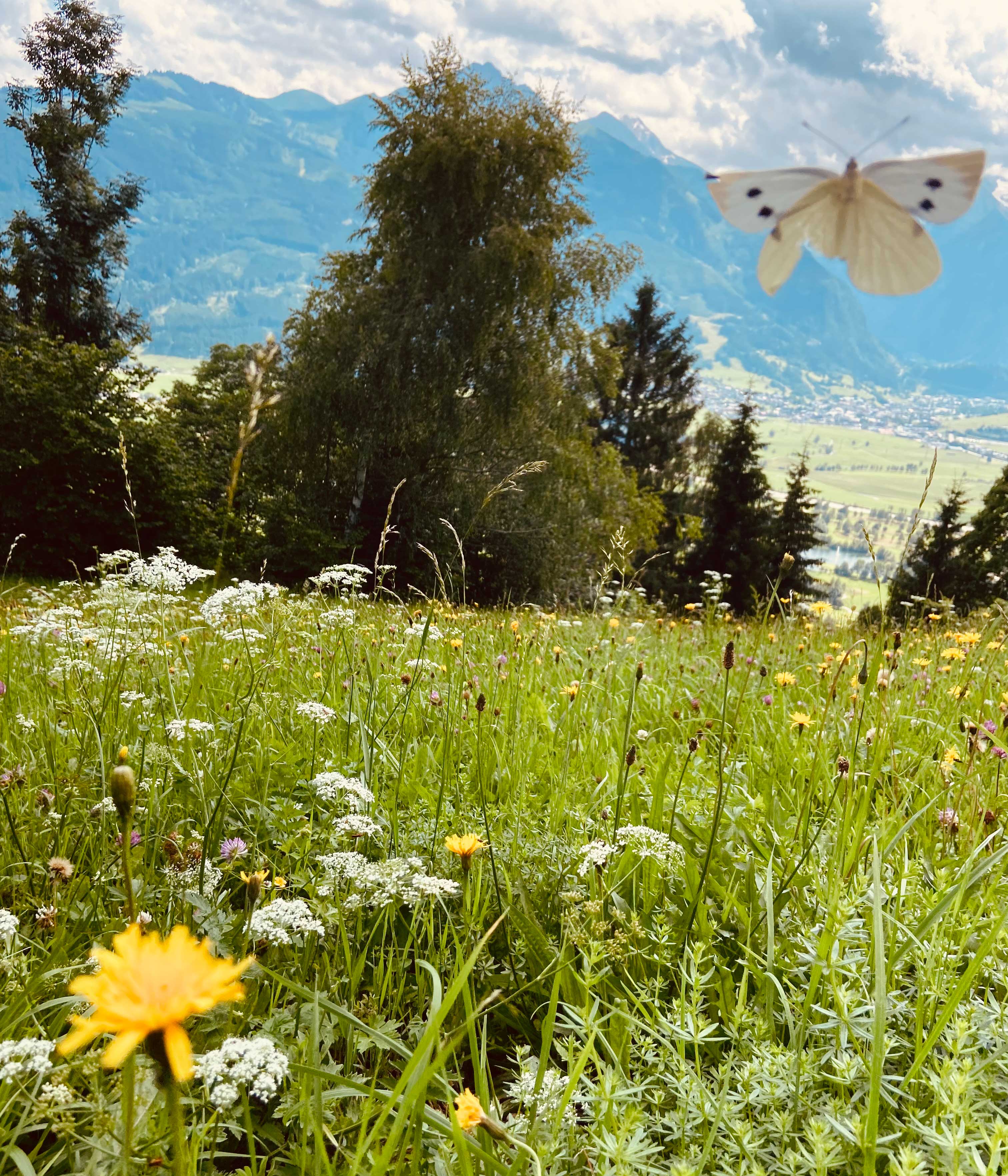 Butterfly